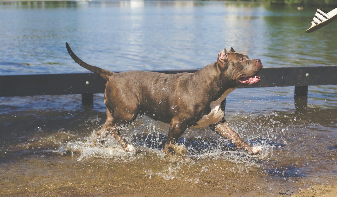 Training Tips for Raising a Happy and Well-Behaved Pitbull in Florida
